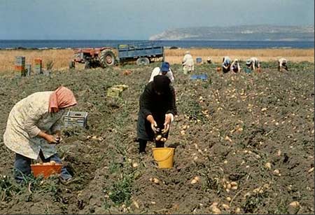  potato-harvest.jpg