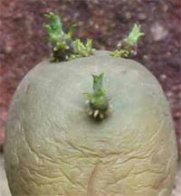تنمو البراعم الخضراء على حبات البطاطا